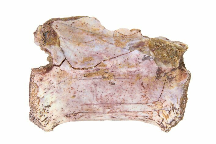 Triassic Fossil Avemetatarsalian (Dromomeron) Vertebra - Texas #322742